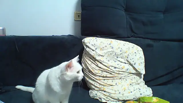 kaelnox (M young) - I fuck a masturbator until I cum