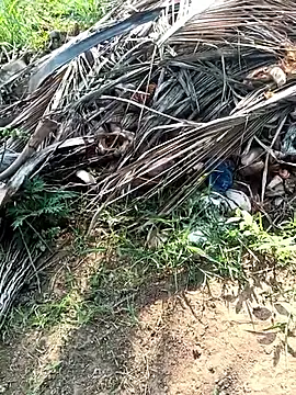 dolphiinn (M young) - #balds #big-cocks #bisexuals #cheapest-privates #handjob #indian #medium #mobile #oil-show #outdoor #recordable-privates #shower #small-audience #striptease #young