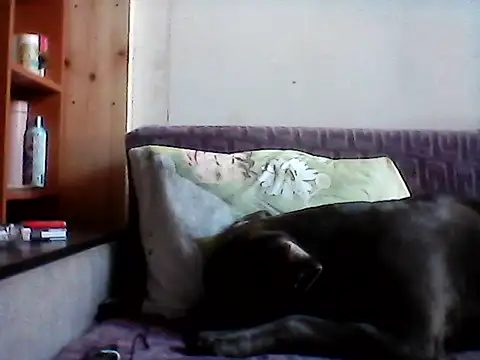 milana38 - Milana38's free webcam - UK Sex Cams