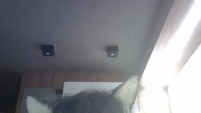 SkinnyKitten webcam