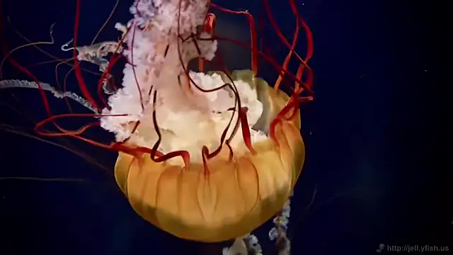 streamy_test11 webcam