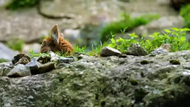 streamy_test13 webcam