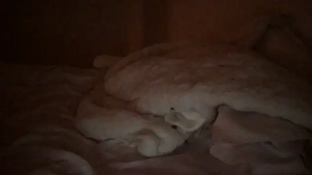 Monarchmistress webcam