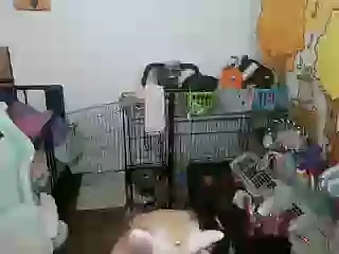 mochi_rainbow webcam