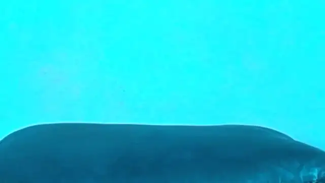 arielnoir6958 webcam