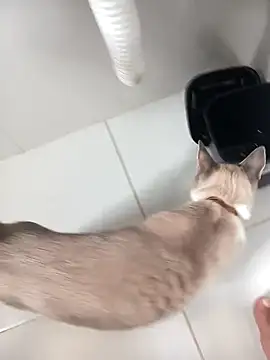 lobomisterioso13 webcam