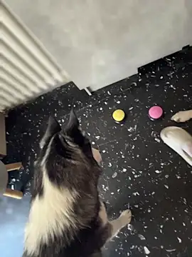 AnastasiaAniess webcam