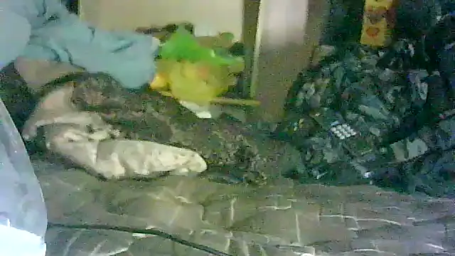 GUAPAN3S3_FIR3 webcam