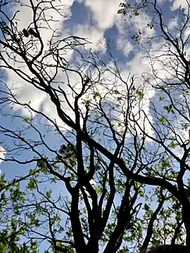 Public_Katrisha webcam