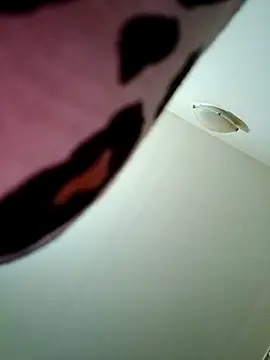 Virgin_Pussy_Love webcam