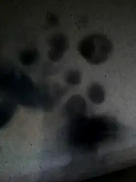 Preview of leocesar37