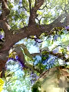 Public_Katrisha webcam