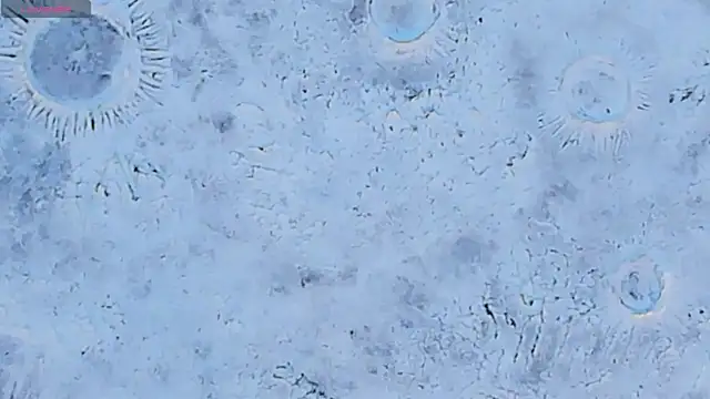 Agathaargent_ webcam