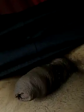 novinho137 - Novinho137's free webcam - UK Sex Cams