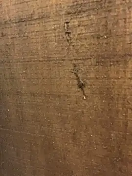 TLG_ferchule live sex cam