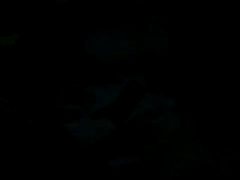 cabecaoegreluda webcam