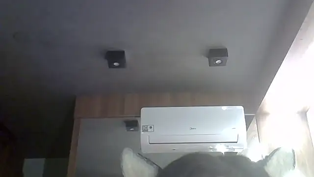 SkinnyKitten webcam