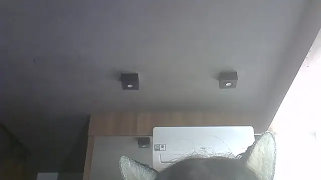 SkinnyKitten webcam