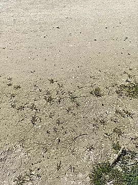 frenchblackc31 webcam