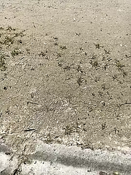 frenchblackc31 webcam