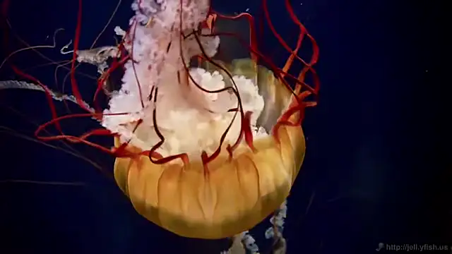 streamy_test11 webcam