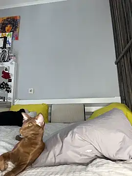 littlefox___ - LittleFox___'s free webcam - UK Sex Cams