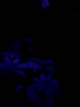 villageanuty (F milf) - Ticket Show