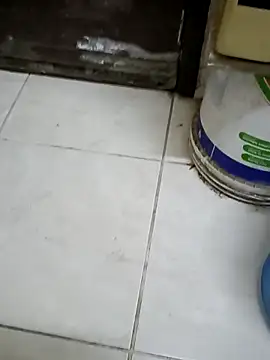 ConvoyedSubgroup webcam