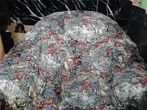 ASIANDOLLY4U69 webcam