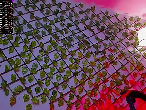 Dominus_Alpha webcam