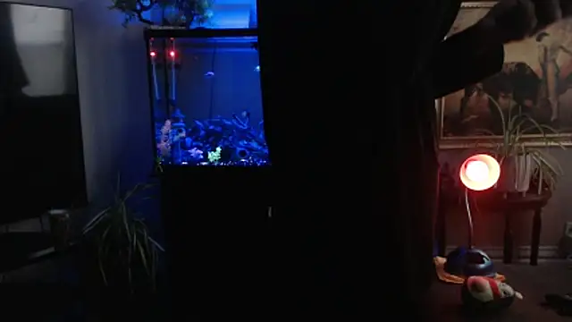 Preview of espanolvato