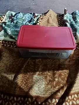 SRIDEVITELUGU91 webcam