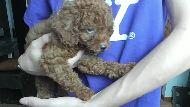 calvin_love_you webcam