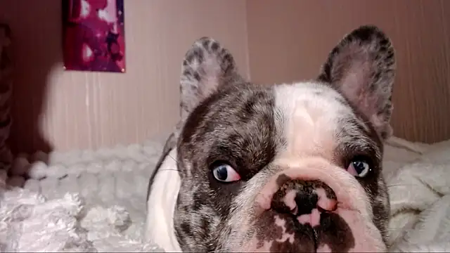 Daphne_Darkthorn webcam