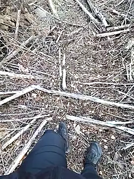 amatsontrans (Ask my age) - Show my pierced cock hard...