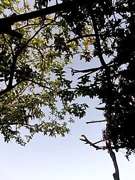 bhavna_pandit webcam