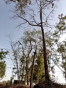 bhavna_pandit webcam