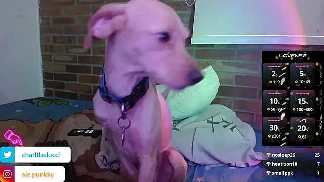 charlotbelucci_ webcam