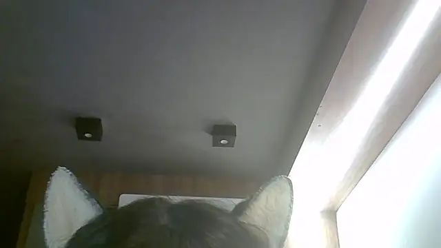 SkinnyKitten webcam