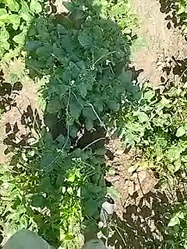 Desi_boy_fuck webcam