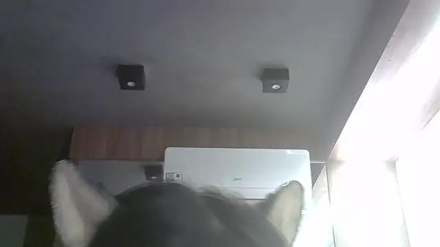 SkinnyKitten webcam