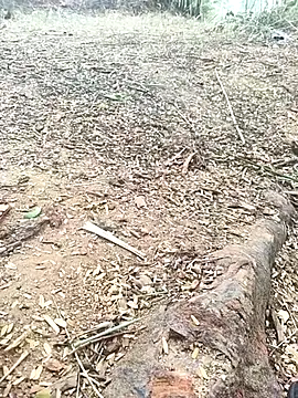 sheela_sex90 (M young) - Love