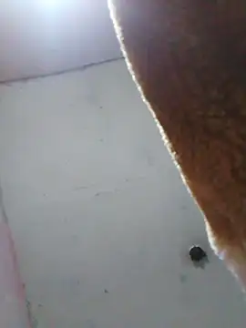 cobrosdepagos - Cobrosdepagos's free webcam - UK Sex Cams