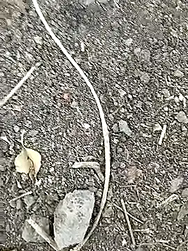 Desi_boy_fuck webcam