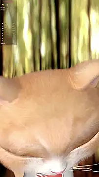 美女xiaomoli928在线直播