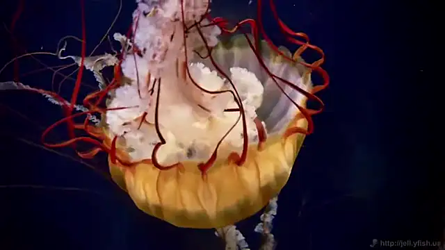 streamy_test11 webcam