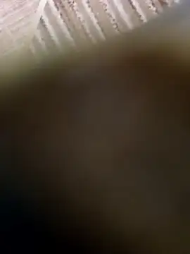 EgyptianHorse webcam