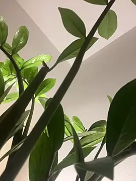 Lena-Williamss webcam