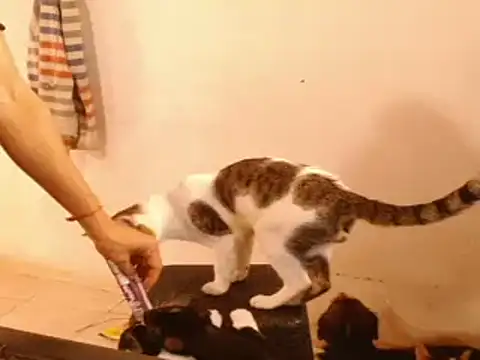 AngelicaDollTs webcam