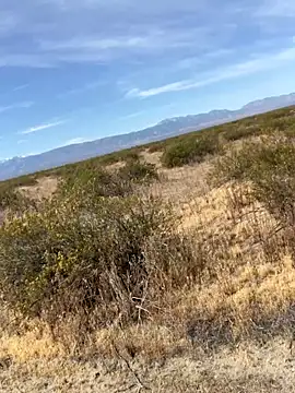 pink-tip-bunny (M mature) - Pm ladies and chat mayycum